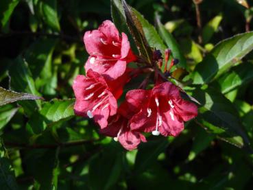 Nachblüte bei Weigela Bristol Ruby im Oktober