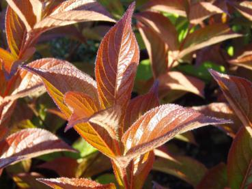 Rotes Herbstlaub der Weigelie Carnaval