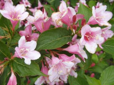 Weigelie Carnaval mit schöner rosa Blüte