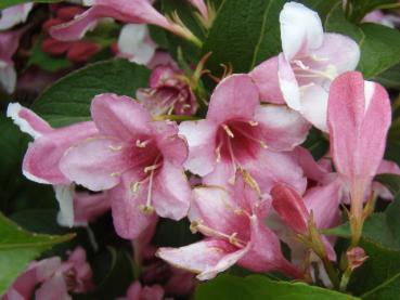 Weigelie Carnaval - rosa-weiße Blüten