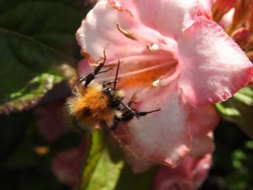 Weigela Carnaval - beliebt bei Hummeln und Bienen