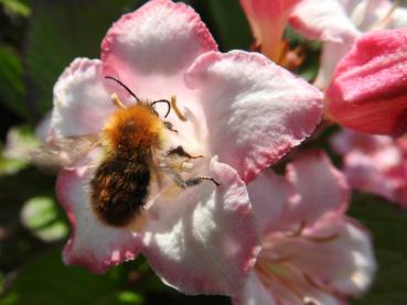 Als Sommerblüher auch bei Insekten beliebt - Weigela Carnaval