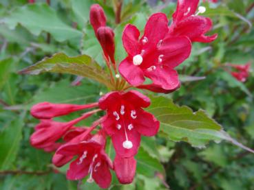 Weigela Lucifer in Blüte