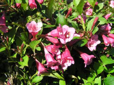 Rosablühende Weigelie Minuet in Blüte