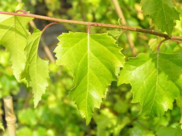 Gold-Birke - Betula pendula Golden Cloud