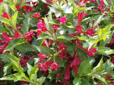 Weigela Red Prince - Weigelie Red Prince