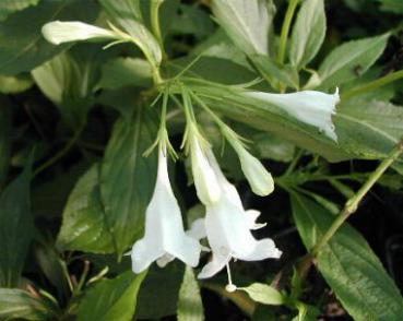 Weigela Snowflake - Weigelie Snowflake