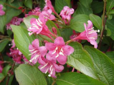 Weigela Styriaca - Weigelie Styriaca