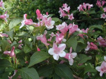 Weigela florida - Rosa Weigelie