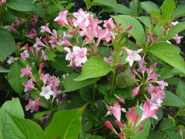 Rosa Blüten von Weigela florida