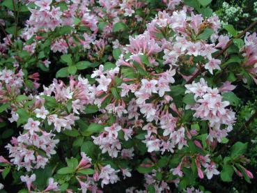 Prakttry Giras - Weigela florida Giras