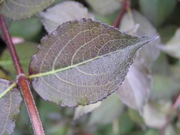 Rotblättrige Zwerg-Weigelie - Weigela florida Purpurea