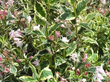 Buntblättrige Weigelie mit rosa Blüten