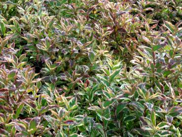 Weigela florida Nana Variegata in Herbstfärbung