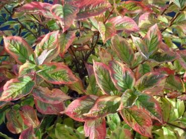 Bunte Blätter der Weigela florida Nana Variegata