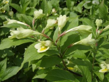 Japanische Goldweigelie - Weigela maximowiczii