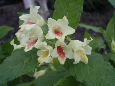 Weigela middendorffiana - Goldweigelie