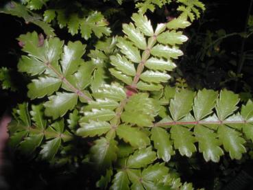 Weinmannie - Weinmannia trichocarpa