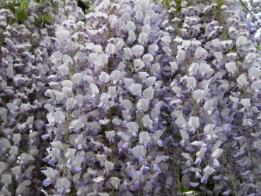 Wisteria floribunda - Japanischer Blauregen, Reichblühende Glyzinie