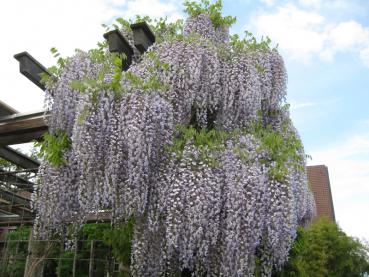 Üppige Blüte des Japanischen Blauregens