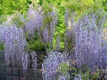 Pracht-Blauregen - Wisteria floribunda Macrobotrys