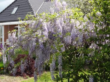 Wisteria floribunda Macrobotrys in Blüte