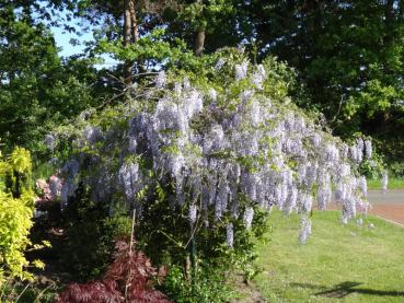 Blaubühende Wisteria floribunda Macrobotrys