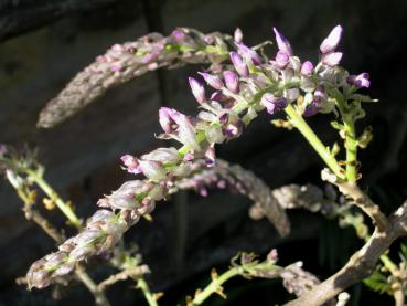 Reicher Blütenansatz - Pracht-Blauregen Macrobotrys