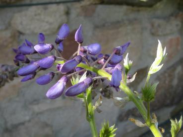 Im Mai erblühen die blauvioletten Blüten des Pracht-Blauregens Macrobotrys