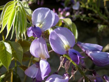 Edelblauregen Macrobotrys - blauviolette Einzelblüten in Nahaufnahme