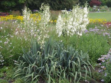 Palmlilie - Yucca filamentosa