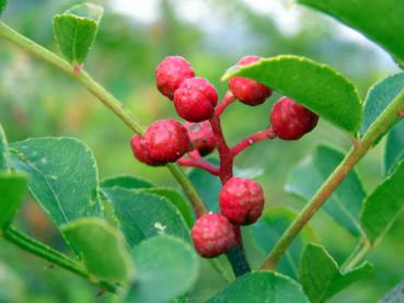 Zanthoxylum simulans - Täuschende Stachelesche, Gelbholz