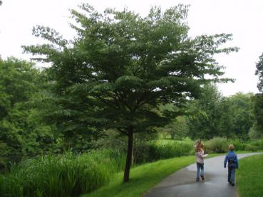 Japanische Zelkove - Zelkova serrata