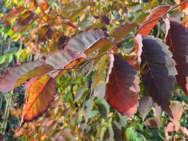 Facettenreiches Laub im Herbst: Zelkova serrata