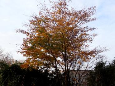 Japanische Zelkove mit gelber Herbstfärbung