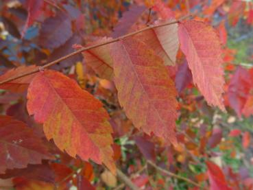 Bund gefärbte Herbstblätter der Zelkove