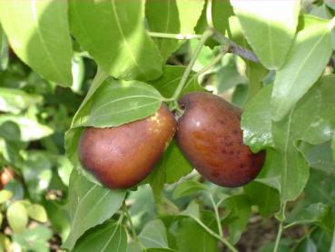 Früchte an der Jujube oder Judendorn