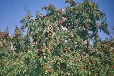 Jujube im vollem Fruchtbehang