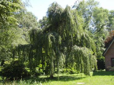 Tårbjörk - Betula pendula Youngii