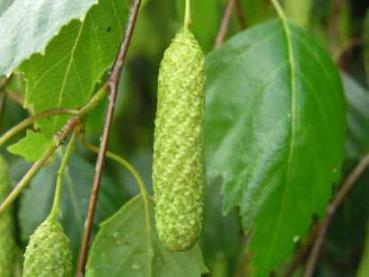 Laub von Betula pendula Youngii