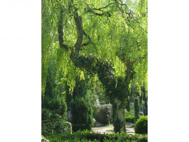 Alte Trauerbirke auf dem Friedhof in Worpswede