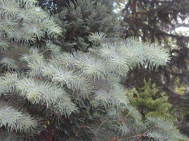 Abies concolor - Coloradotanne