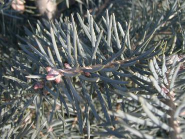 Abies concolor