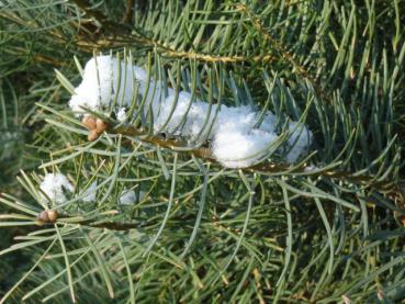 Abies concolor
