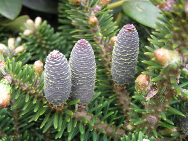 Abies koreana Molli - Zwerg-Koreatanne