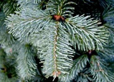 Abies lasiocarpa Glauca Compacta - Blaue Korktanne