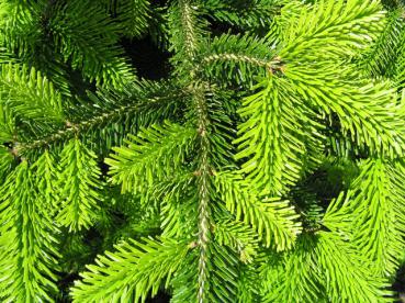 Abies nordmanniana - Nordmannstanne