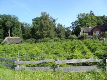 Eine kleine Plantage mit Nordmannstannen in Schleswig-Holstein