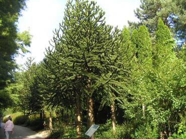 Araucaria araucana - Affenschwanzbaum, Araukarie