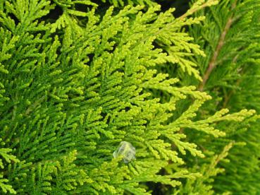 Biota orientalis Aurea - Gold-Orientalischer Lebensbaum